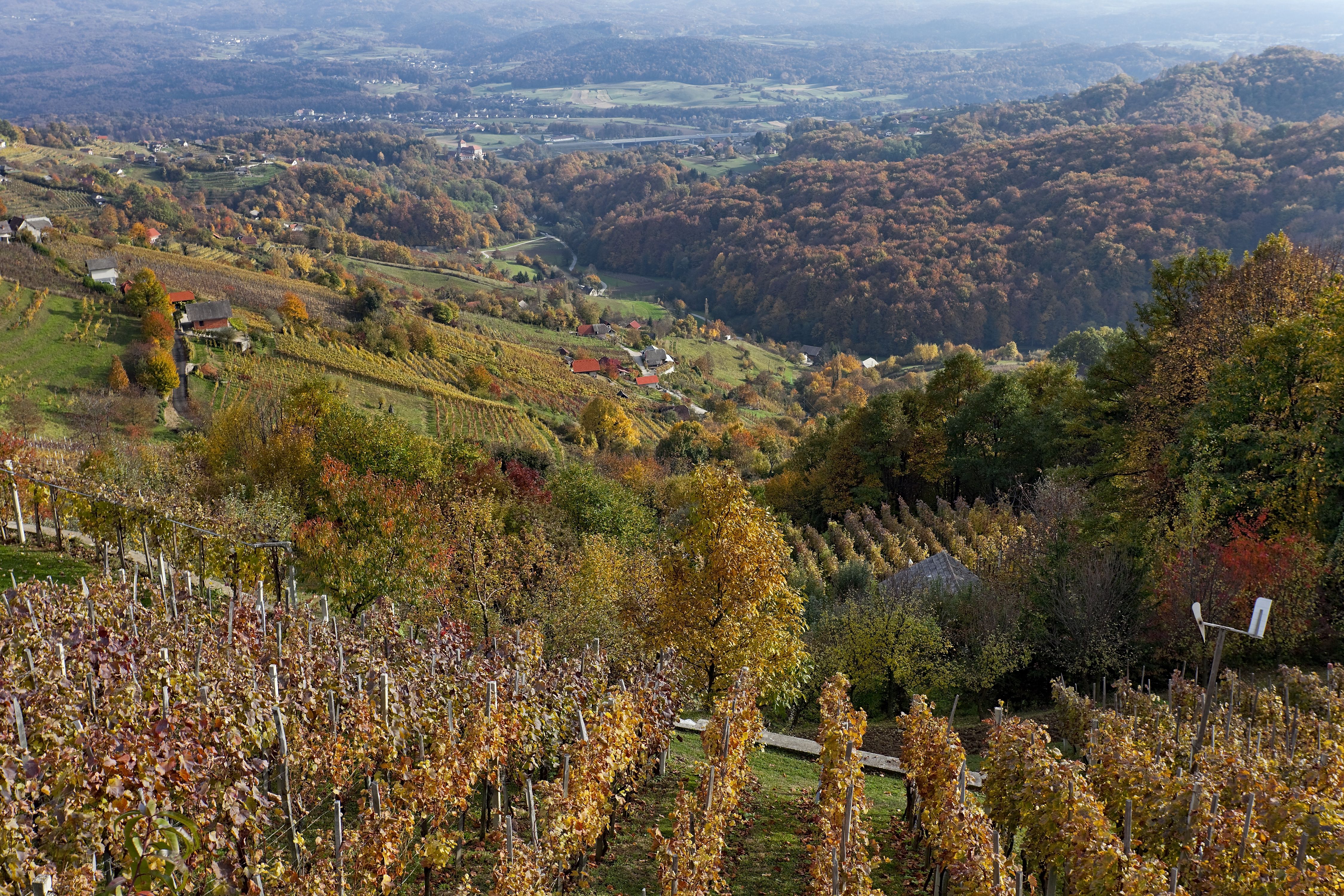 LOSING BETWEEN THE VINEYARDS