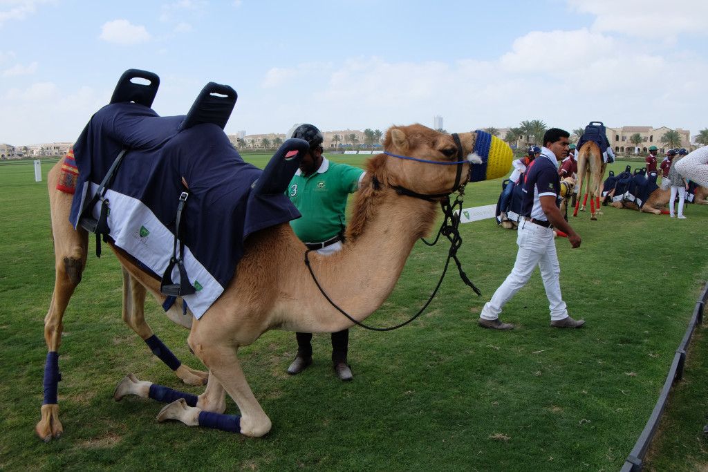 Dubai - Camel Polo 3