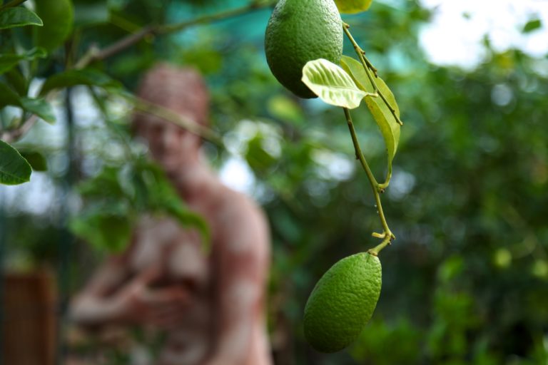 OFF THE BEATEN MICE TRACK – Lemon Garden