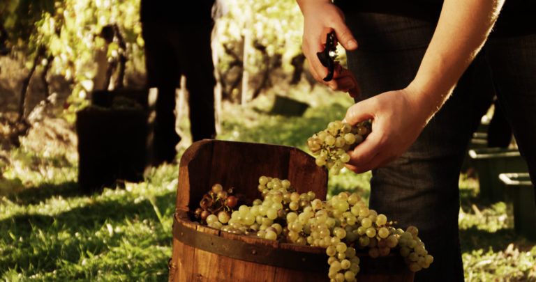 Tokaj Wine Tasting