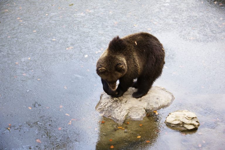 Bear Watching Tour in Slovakia