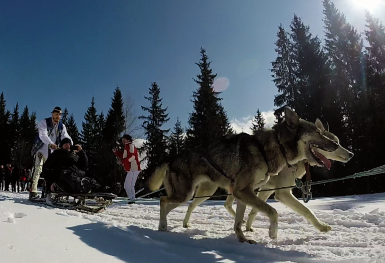 Dog Sledding Adventures in the Tatra Mountains