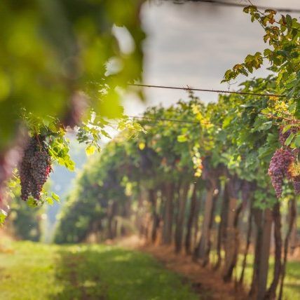 wine-tasting-from-own-vineyard-kopija wine-tasting-from-own-vineyard-kopija
