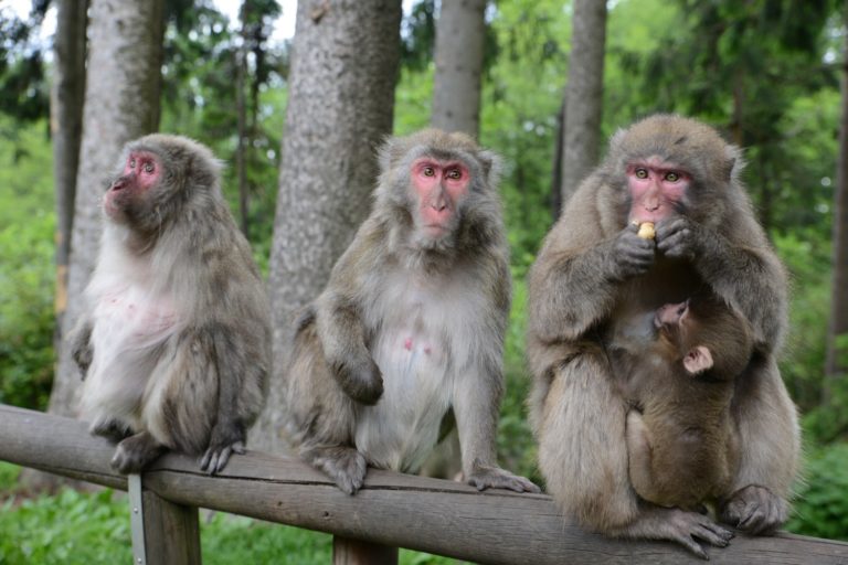 Monkey Mountain Adventure