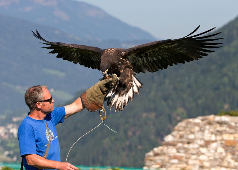 Eagle Show On Landskron Castle