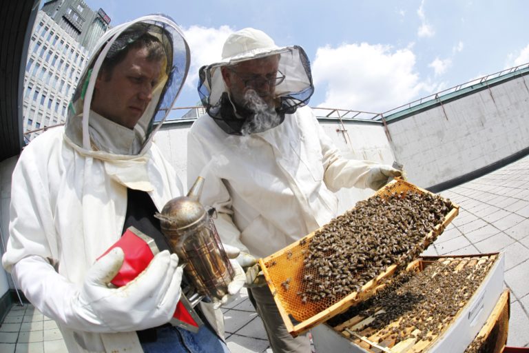 Visiting urban bees and talking about More than Honey