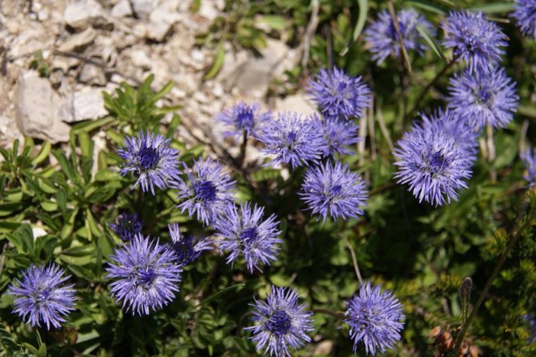 Herbal Workshop With Christine Spazier