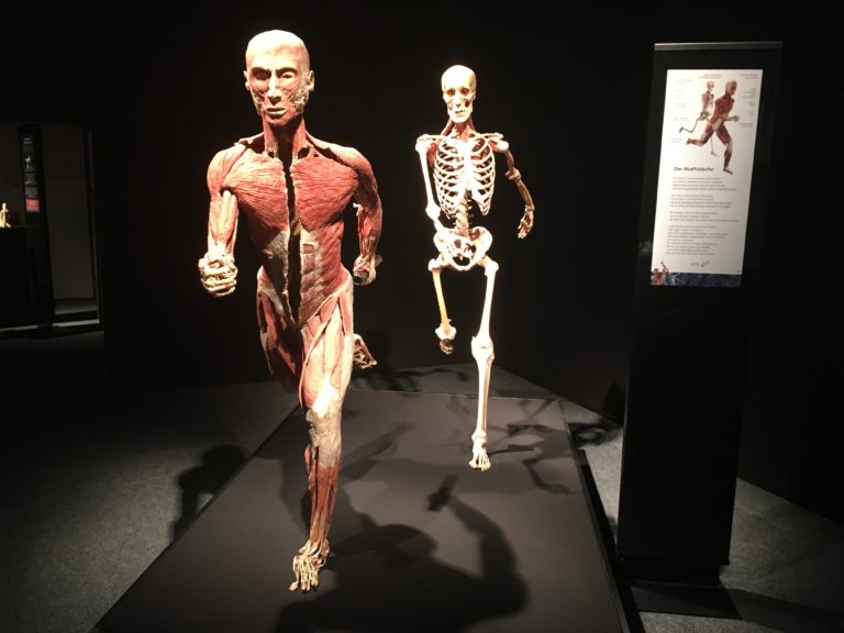 World renowned exhibition Body Worlds Vital coming to Slovenia