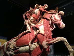 body_worlds_vital