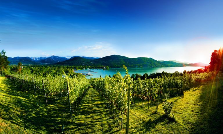 Wine Tasting In Carinthia