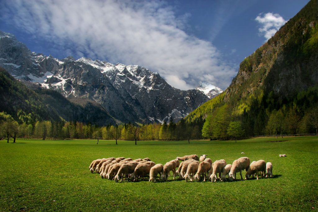 F001066-logarska_dolina_darinka_mladenovic_4072_orig_jpg-photo-l