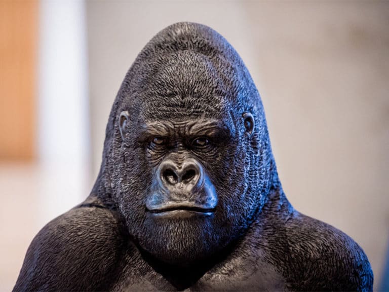 Gorilla Matadi, the mascot of A Room with a ZOO, became a father