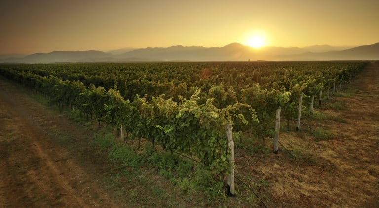 Šipčanik wine cellar – excellent culinary incentive idea