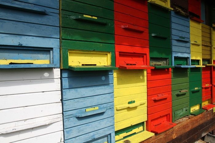 maribor-pohorje-world-bee-day