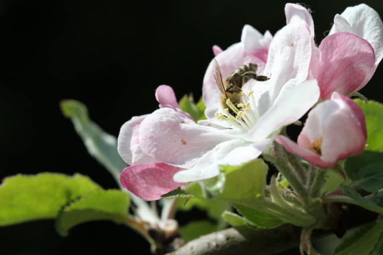 Celebrating the 1st World Bee Day ever!