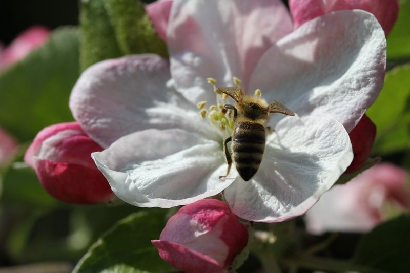 maribor-pohorje-world-bee-day