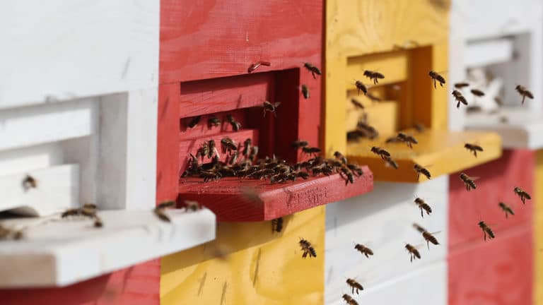 Urban beekeeping saving our common future