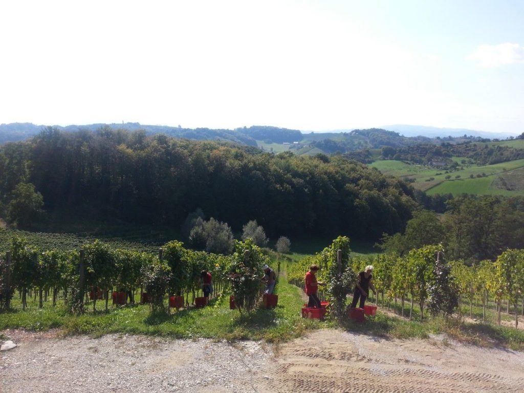 maribor_mulec_winery