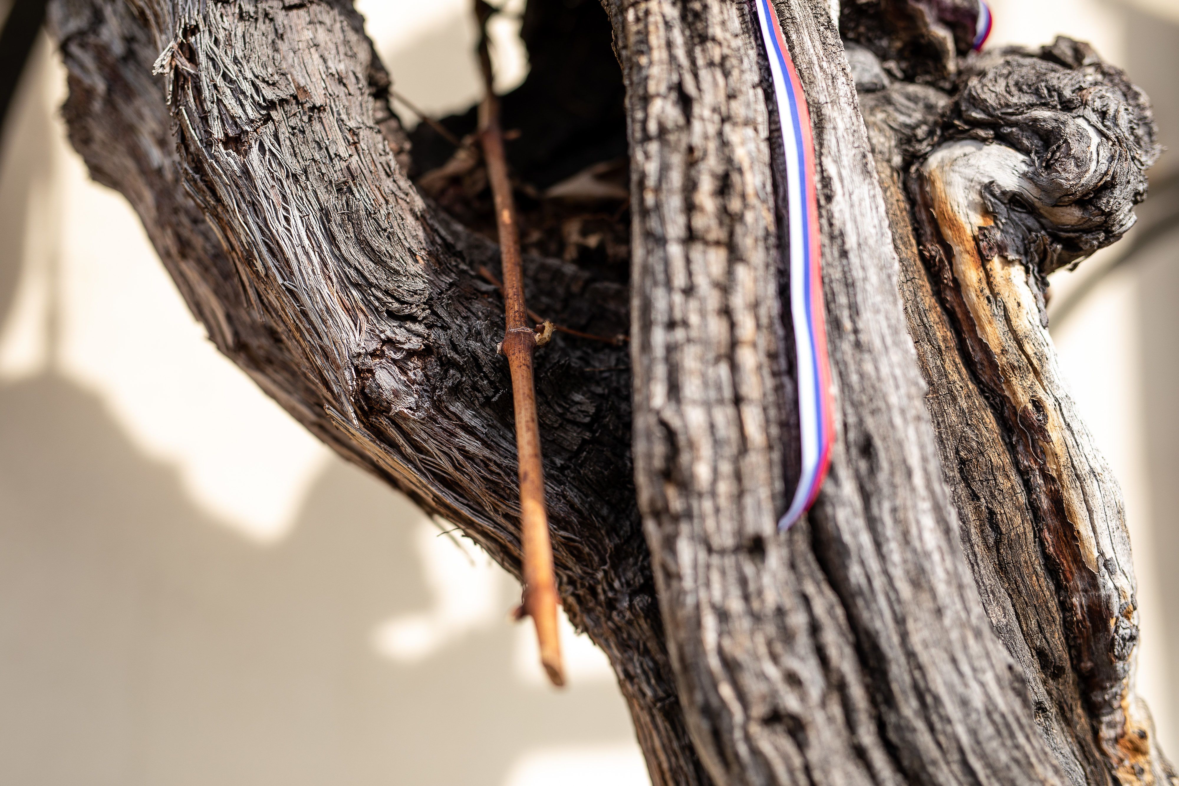 maribor_old_vine_pruning