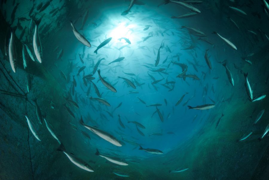 fonda_fish_garden