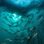 fonda_fish_garden