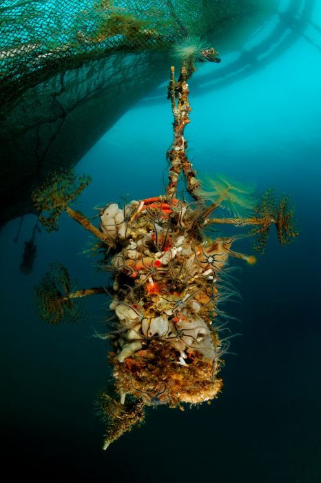 fonda_fish_garden