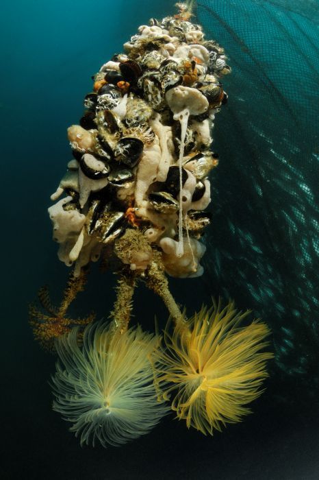 fonda_fish_garden