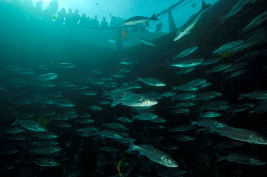 fonda_fish_garden