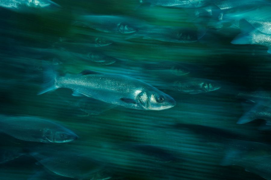 fonda_fish_garden