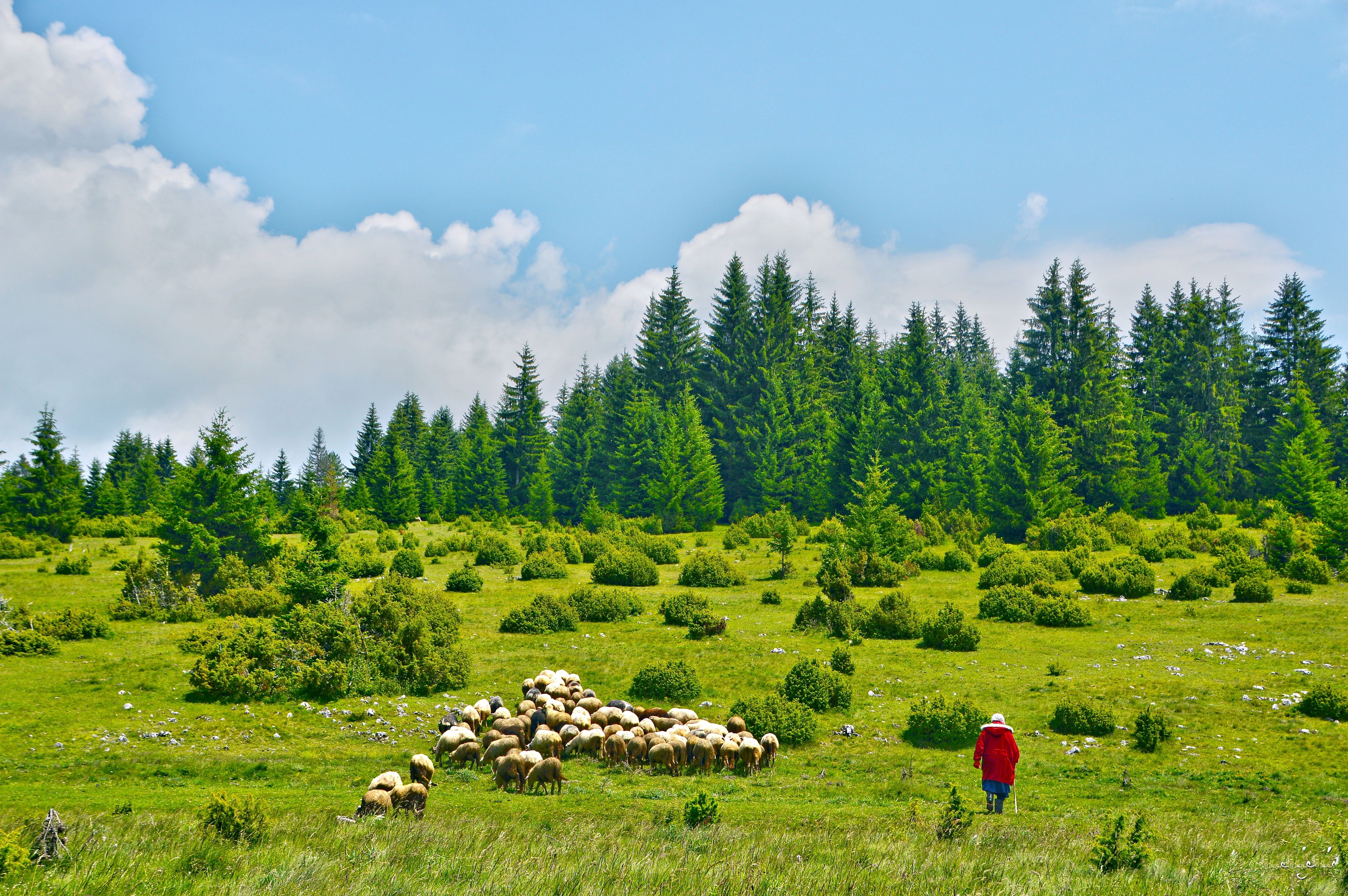 zlatibor_serbia