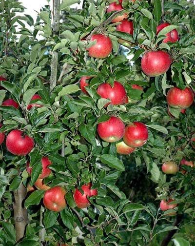 apple_trail_selnica_ob_dravi