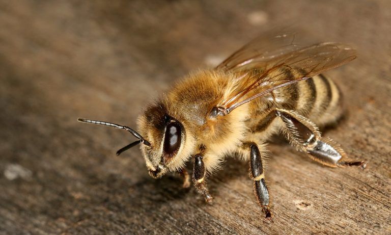 Every third tablespoon of human food depends on bees