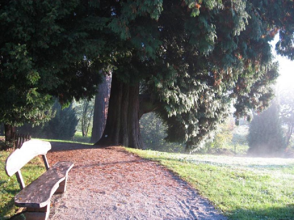 orjaski_klek_thuja