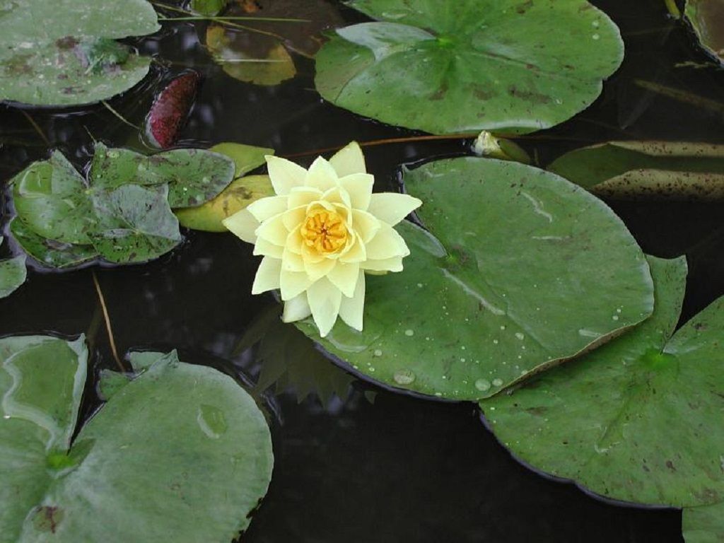 botanicni_vrt_maribor_lokvanj