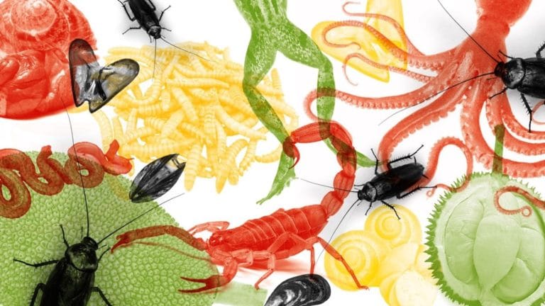 “How to eat worms with Chinese sticks on time” and other extremes
