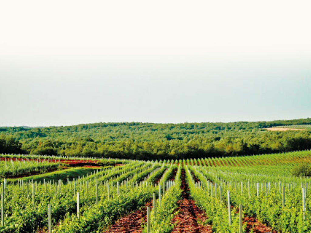 saints_hills_winery