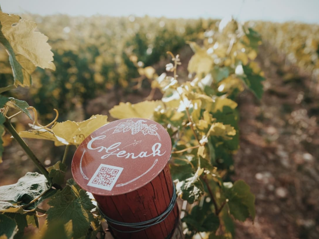 kairos_vineyard