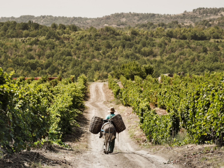 Special Venues: Tikveš Winery