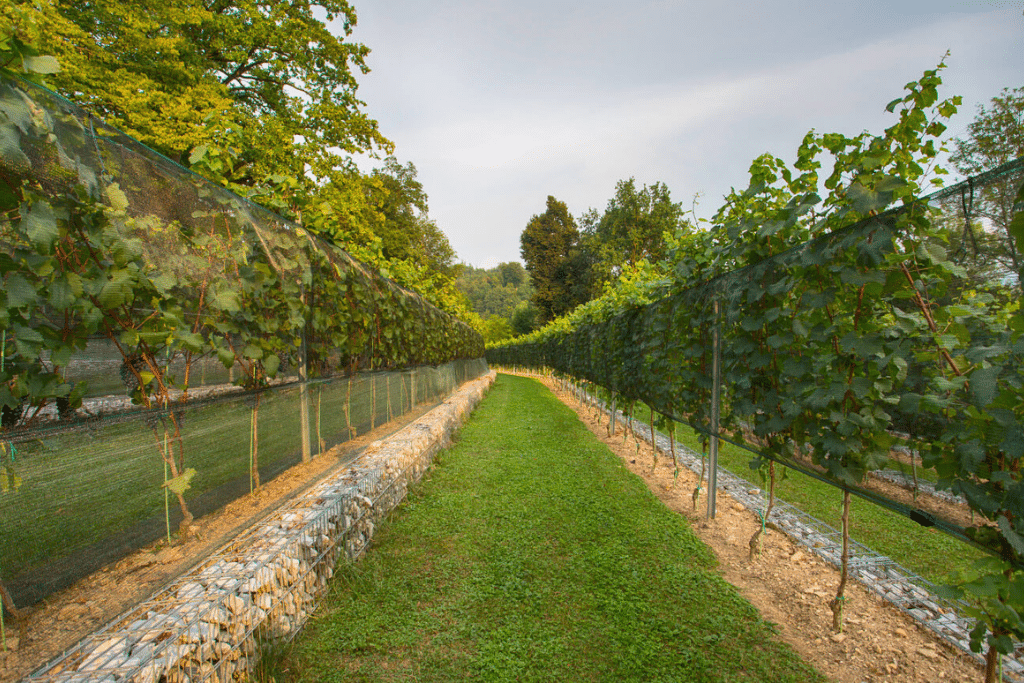 castle_vineyard