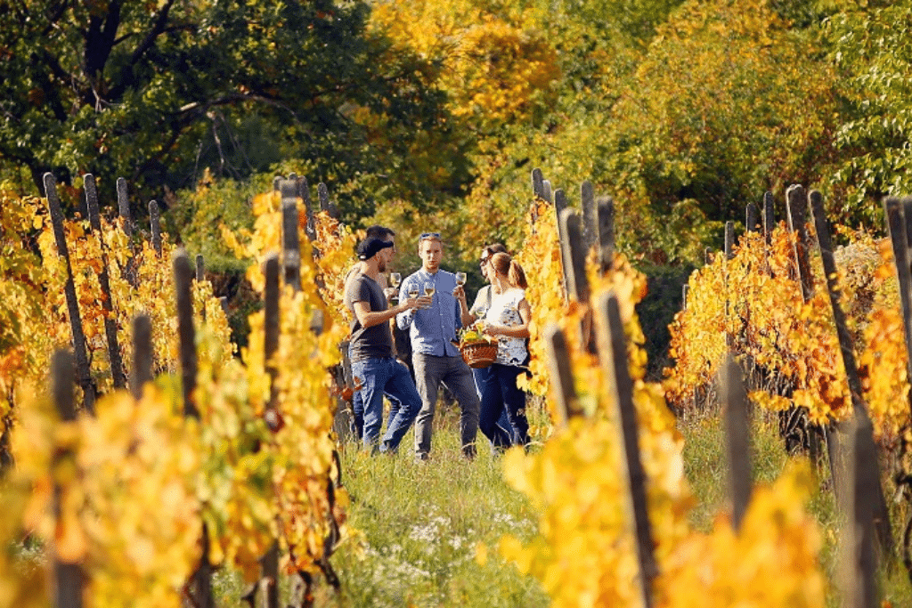 bratislava_wine_route bratislava_wine_route