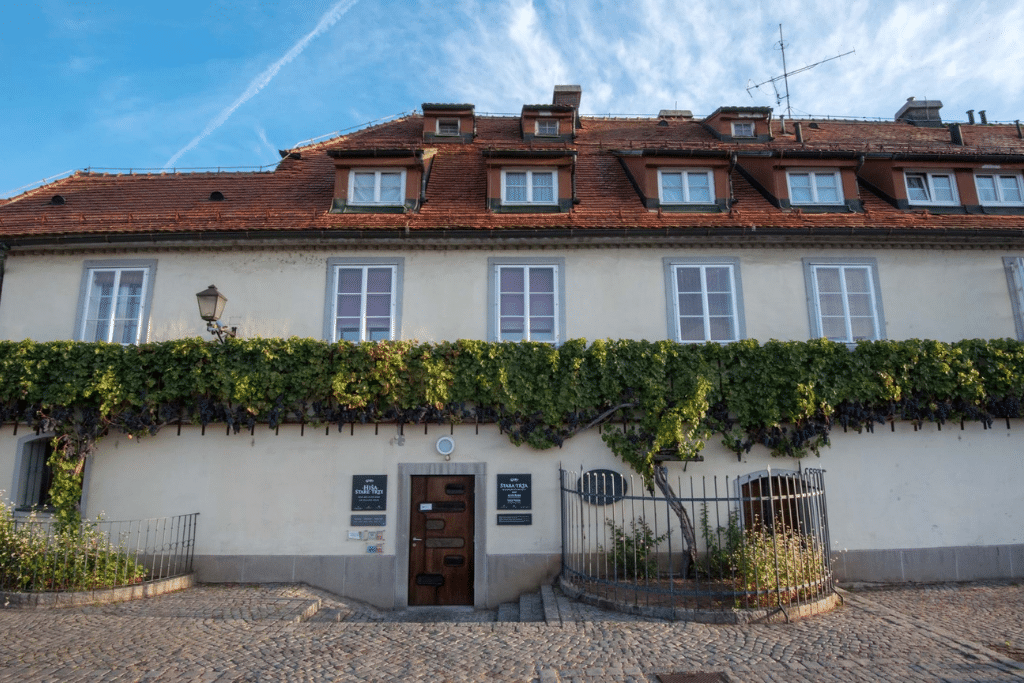 maribor_oldest_vine